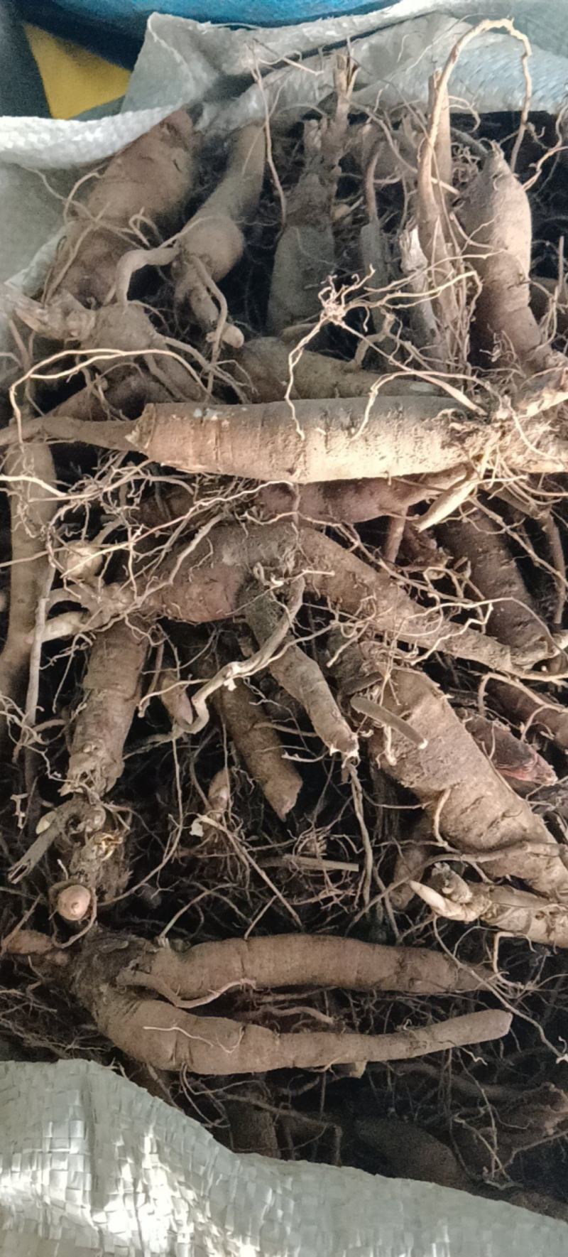 精品三年赤芍苗，抗寒高成活率，基地直发，现货现货