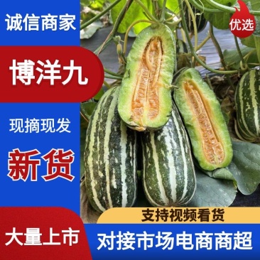 安徽砀山精品博洋九号甜瓜，大量上市，品质三包，欢迎选购