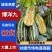 安徽砀山精品博洋九号甜瓜，大量上市，品质三包，欢迎选购