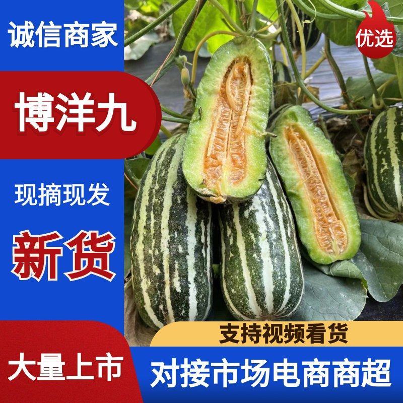 安徽砀山精品博洋九号甜瓜，大量上市，品质三包，欢迎选购