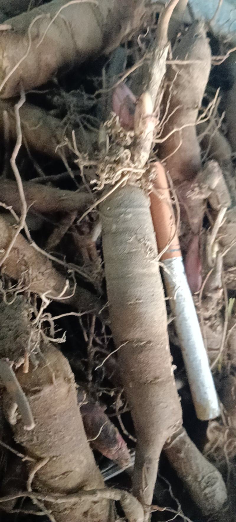 精品三年赤芍苗，抗寒高成活率，基地直发，现货现货