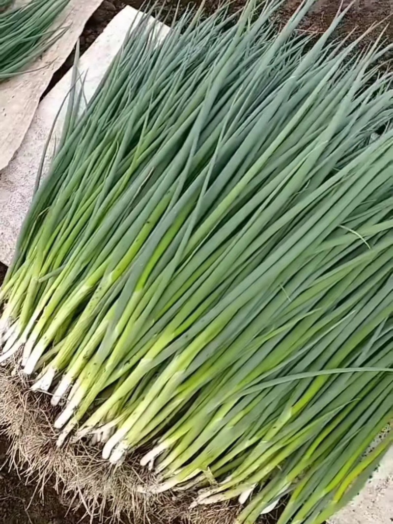 小葱产地直发一手货源按需装货无尖无点当日分拣保质保量