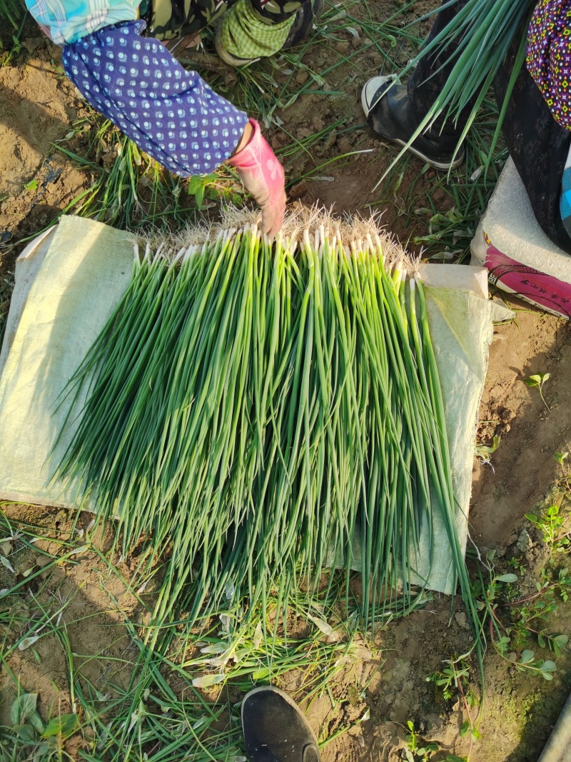 小葱产地直发一手货源按需装货无尖无点当日分拣保质保量