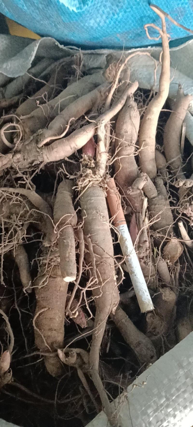 精品三年赤芍苗，抗寒高成活率，基地直发，现货现货