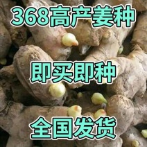 山西优质姜种，亩产过万，基地直供，货源充足。专业技术指导