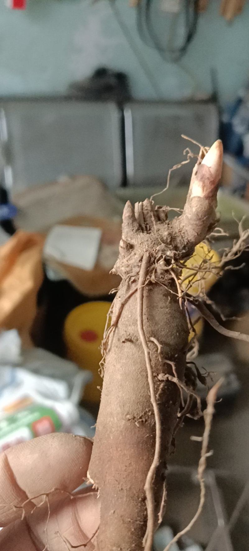 精品三年赤芍苗，抗寒高成活率，基地直发，现货现货