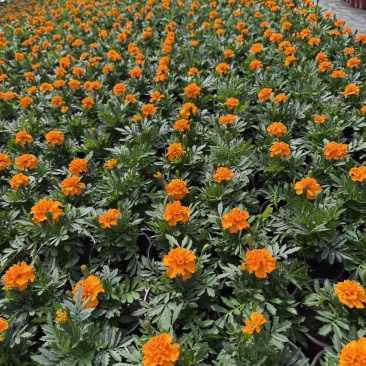 孔雀草