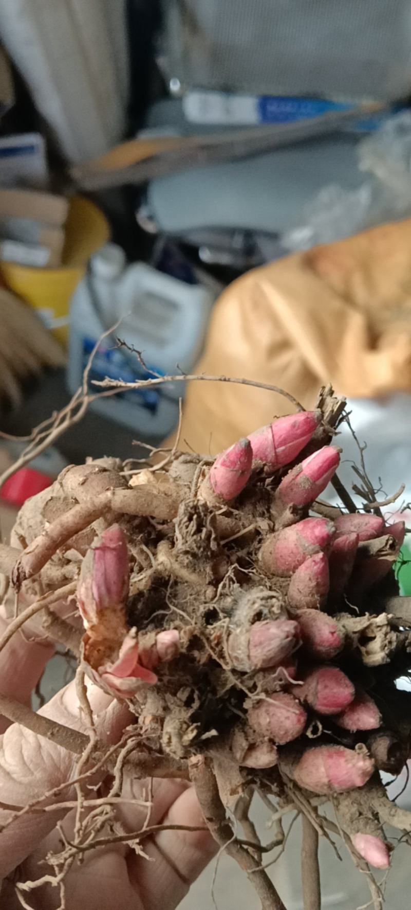 精品三年赤芍苗，抗寒高成活率，基地直发，现货现货