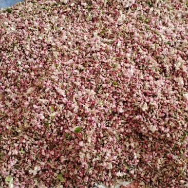 苹果芪