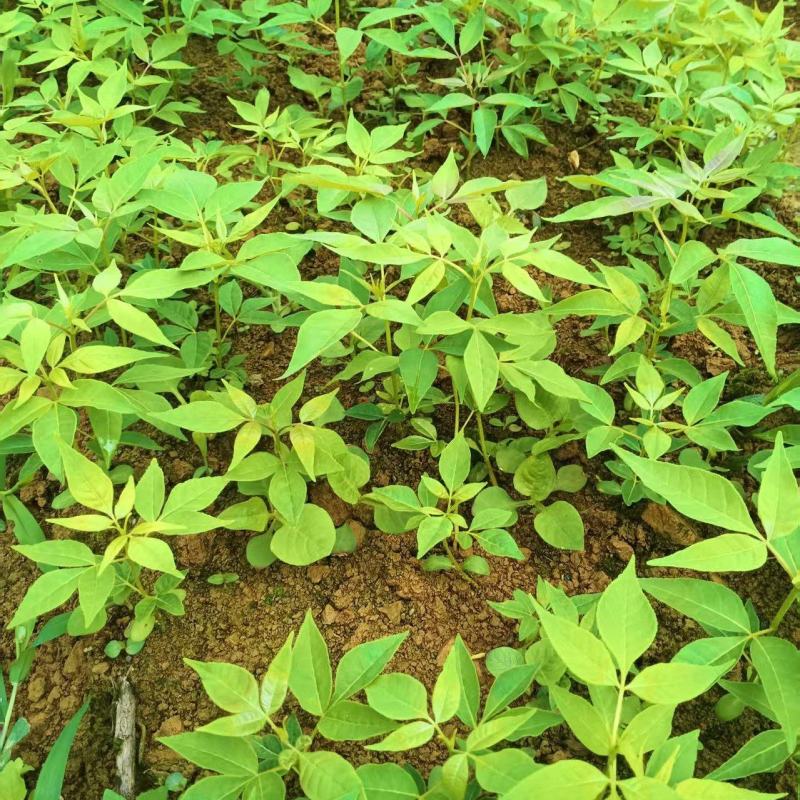 黄柏树芽苗自产自销提供技术支持服务保质保量量大从