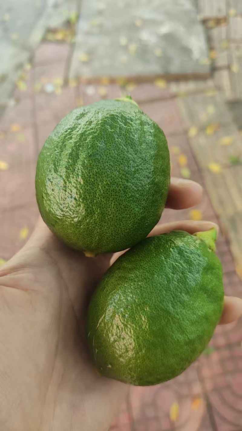 一二级果、次果，上树大量挂果需要直接电联