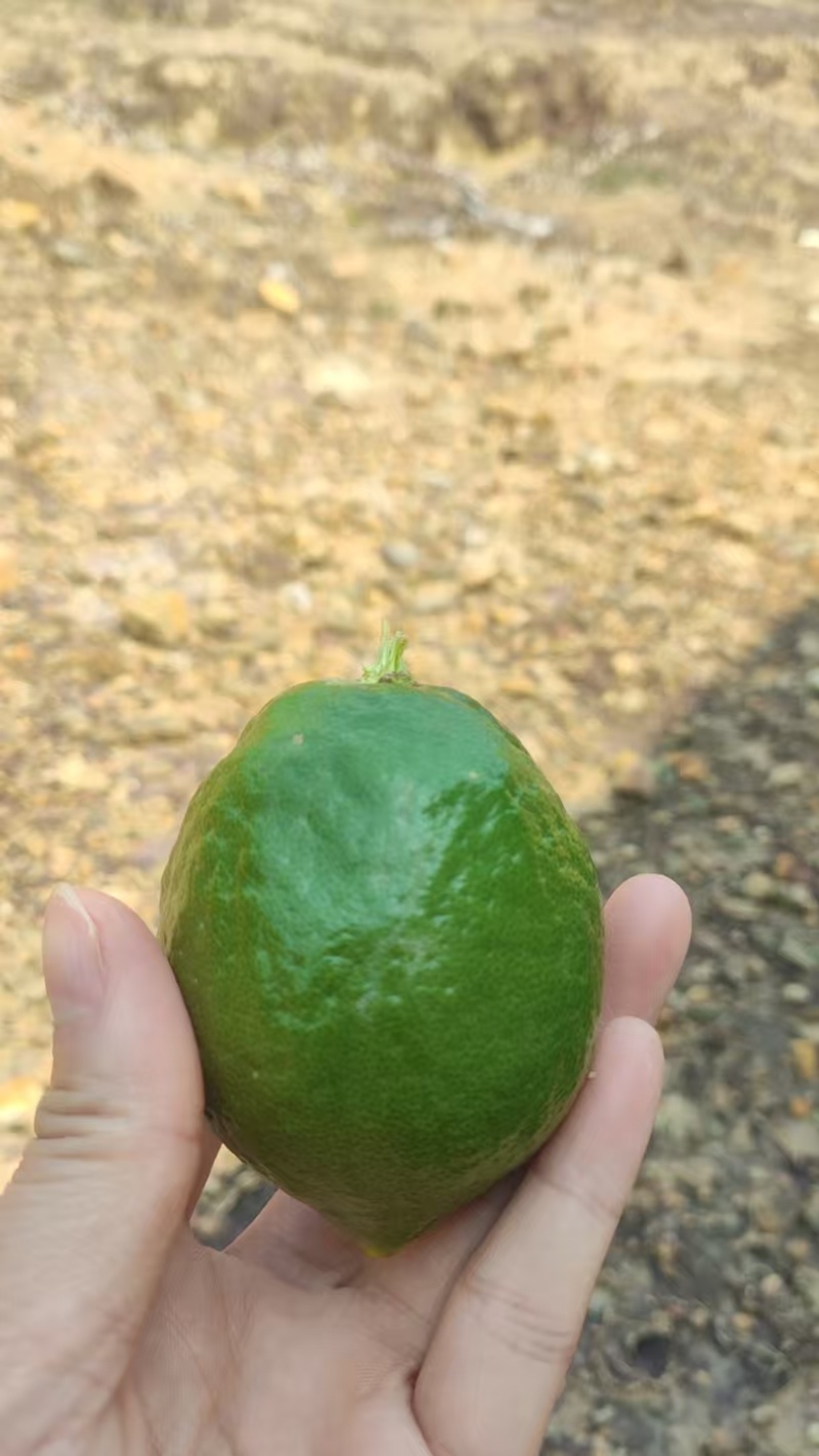 一二级果、次果，上树大量挂果需要直接电联