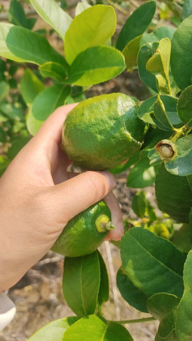 一二级果、次果，上树大量挂果需要直接电联