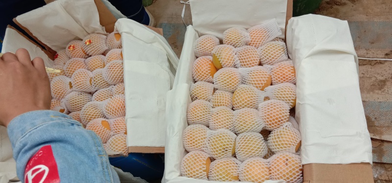 金太阳杏，水果金太阳杏，大量上市中，当季热销，品质保证