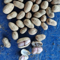 精选罗汉果花生手剥带壳规格齐全一手货源量大价优欢迎选购