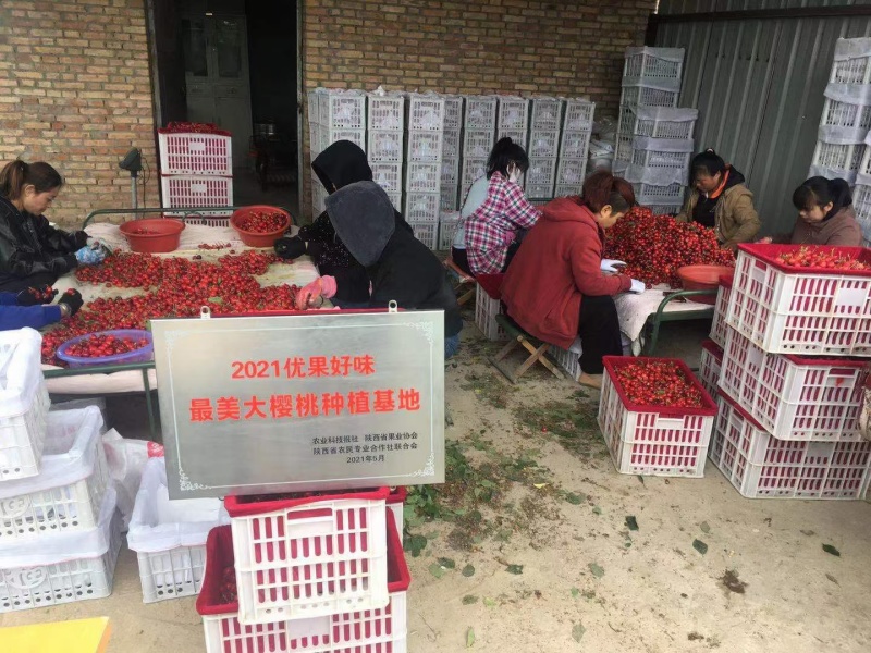美早樱桃