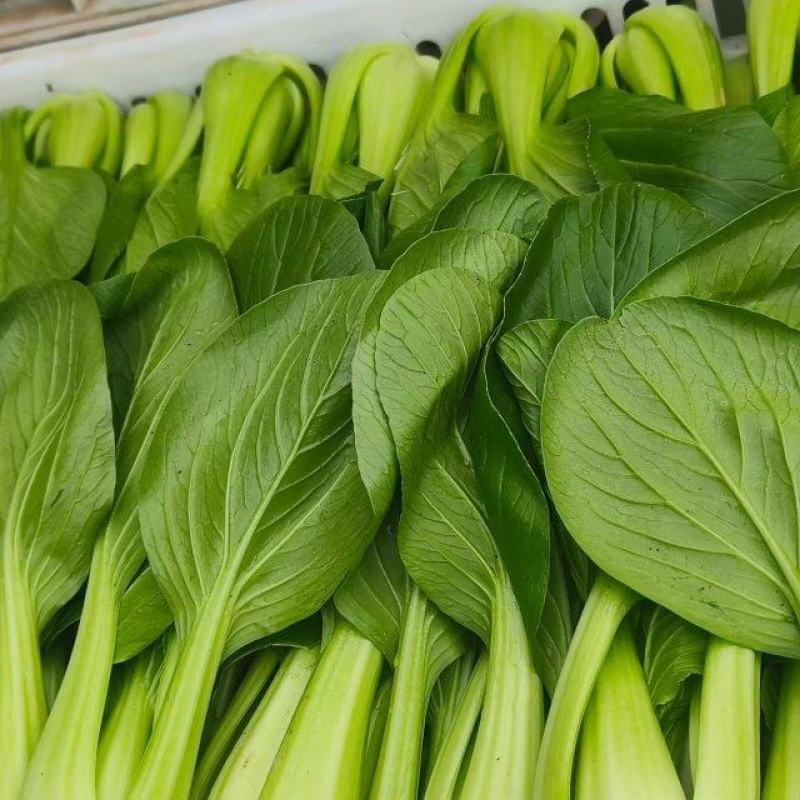 【上海青】山东精品小油菜大量供应可对接商超，食品厂。脱水