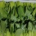 【上海青】山东精品小油菜大量供应可对接商超，食品厂。脱水