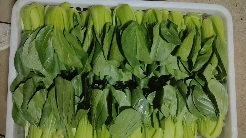 【上海青】山东精品小油菜大量供应可对接商超，食品厂。脱水