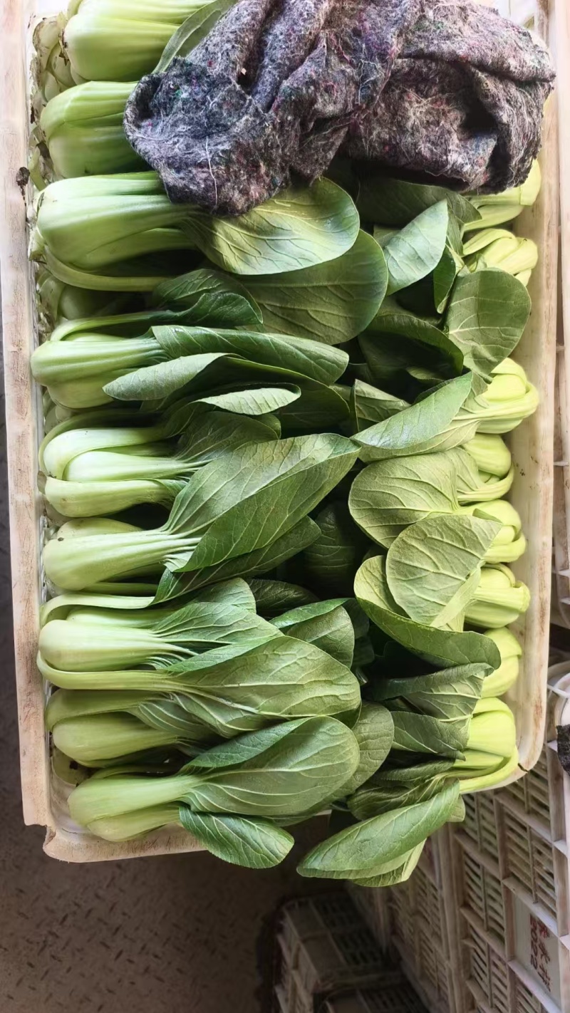 【上海青】山东精品小油菜大量供应可对接商超，食品厂。脱水