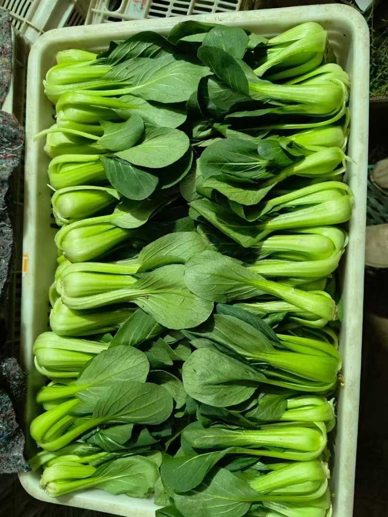 【上海青】山东精品小油菜大量供应可对接商超，食品厂。脱水