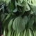 【上海青】山东精品小油菜大量供应可对接商超，食品厂。脱水
