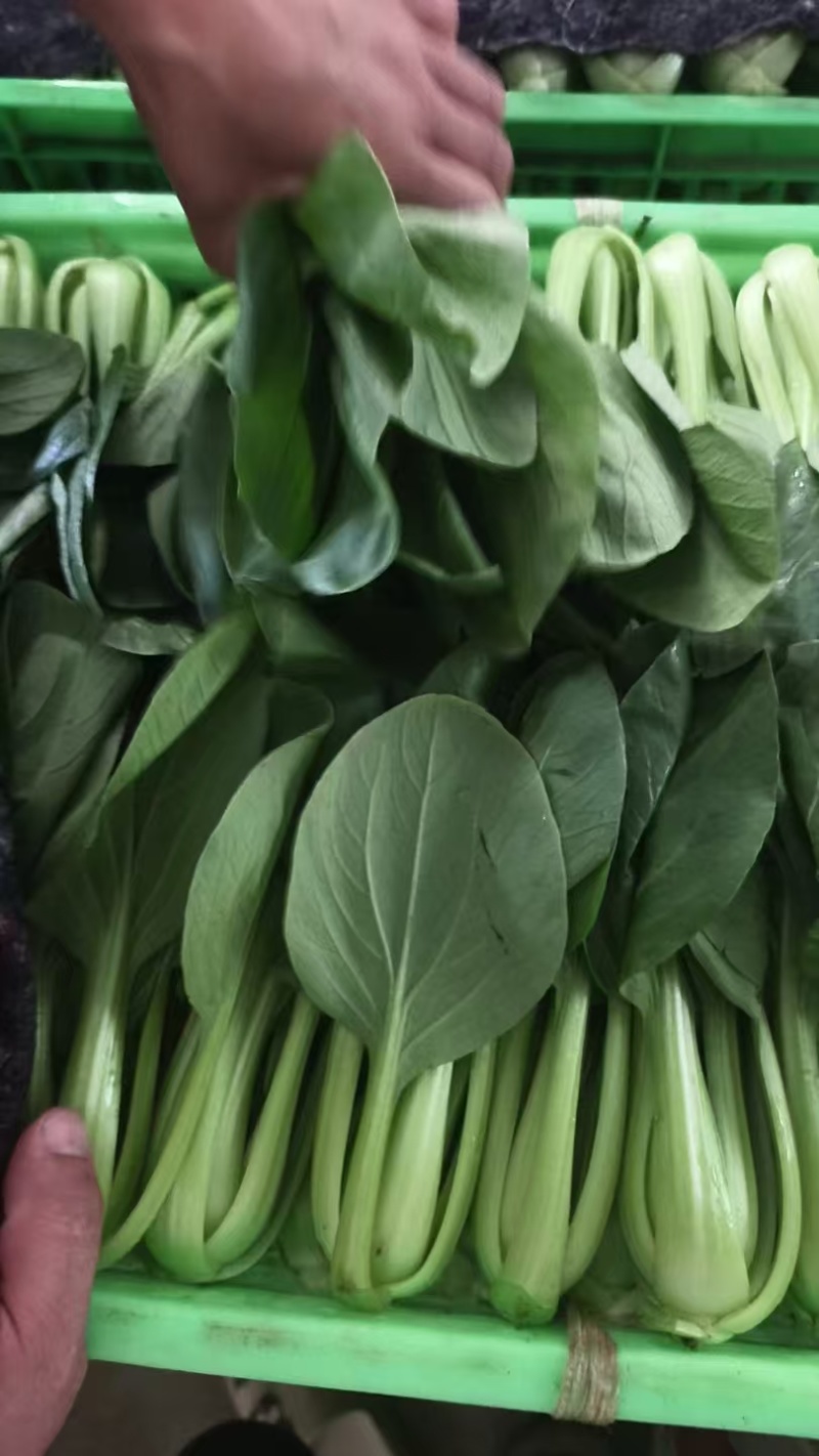 【上海青】山东精品小油菜大量供应可对接商超，食品厂。脱水