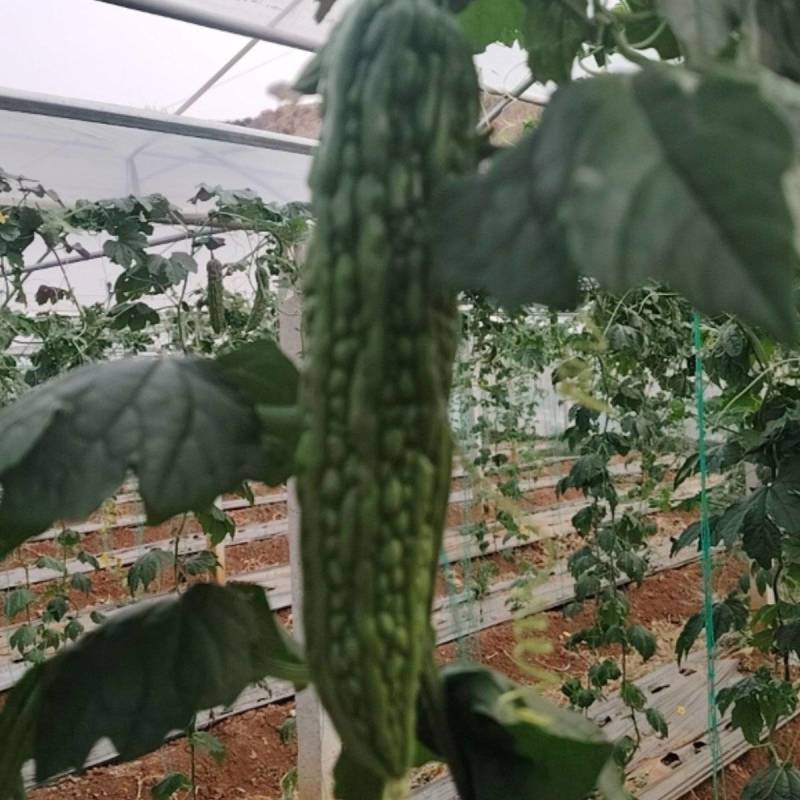 自己种植苦瓜出售