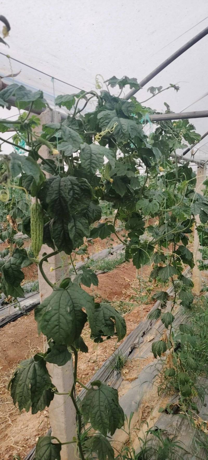 自己种植苦瓜出售