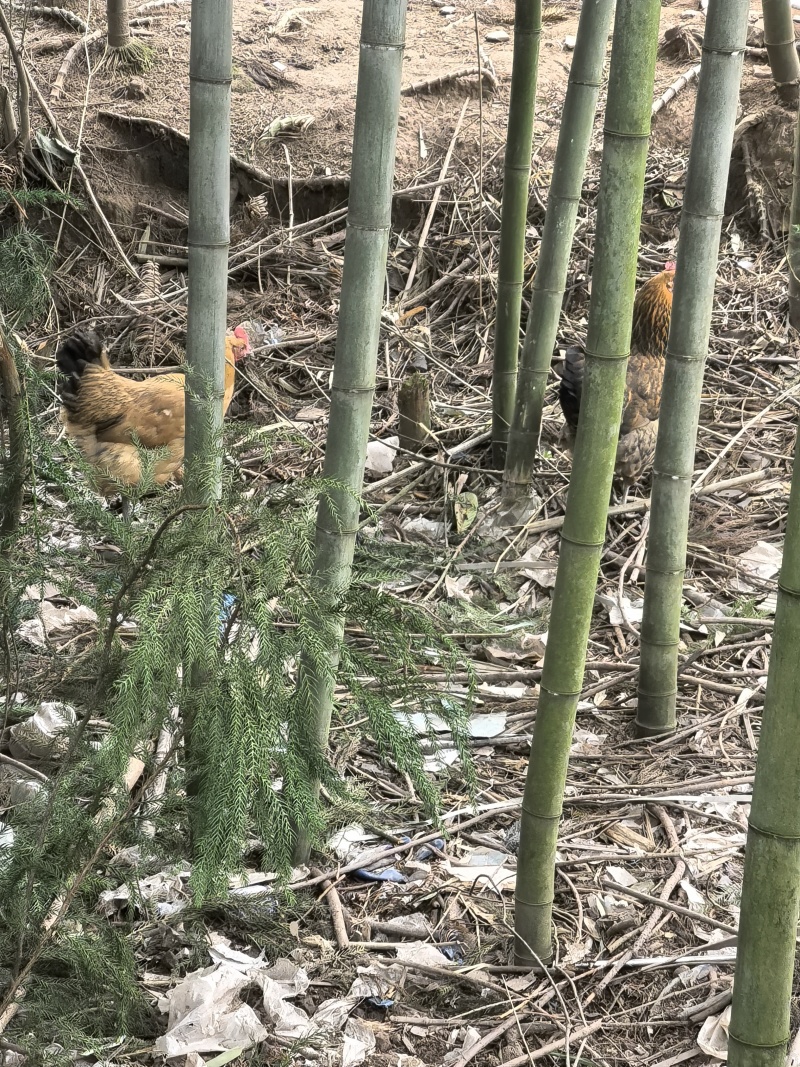 农家放养土鸡，正宗走地鸡，大量出售，欢迎致电