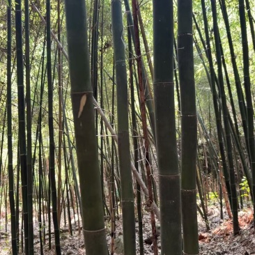 苦竹3/4/5寸1000吨体量，自砍自上车，交通运输方便