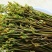 保证质量，精诚合作，季节性采摘，长期保证不了