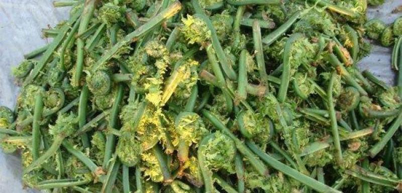 保证质量，精诚合作，季节性采摘，长期保证不了