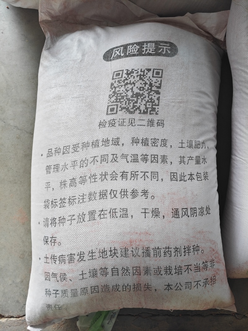 精品陇春41小麦种子，产量好！抗倒伏！品质优良