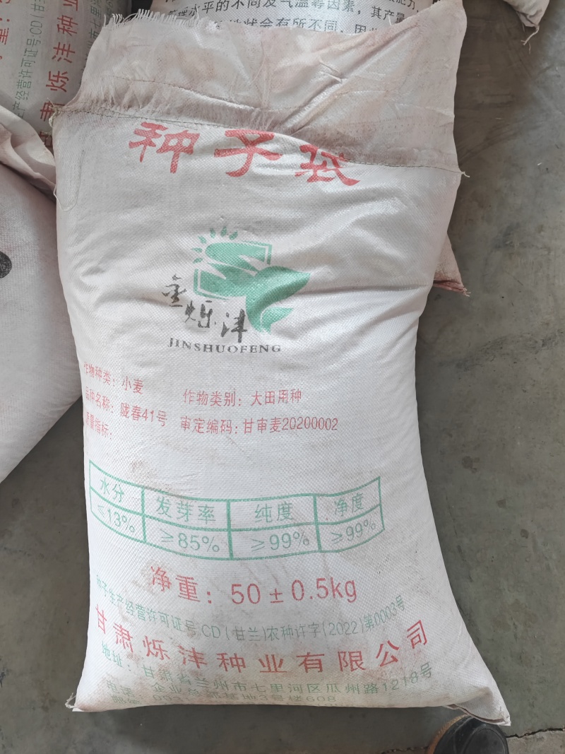 精品陇春41小麦种子，产量好！抗倒伏！品质优良