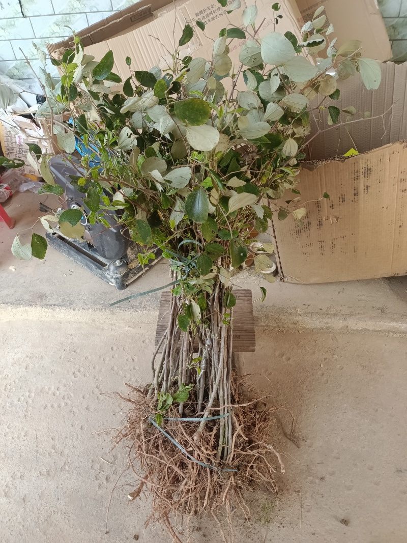 大青枣苗苹果枣苗嫁接苗挂果快果子大个脆甜好吃高产品种