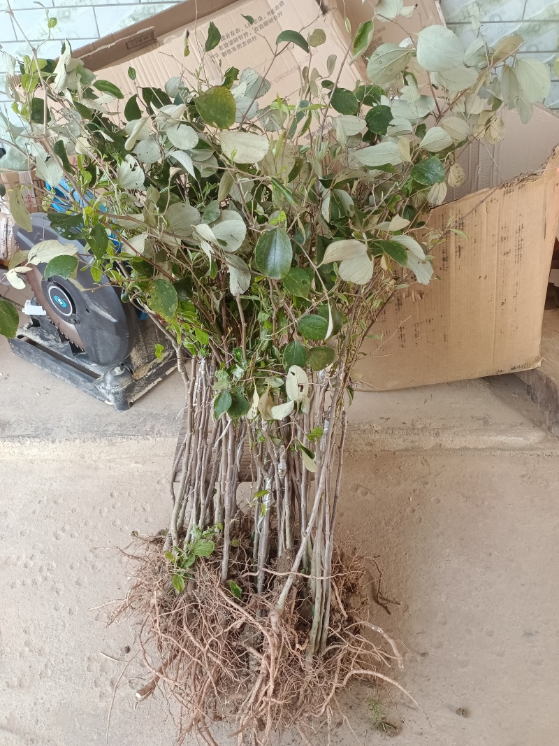 大青枣苗苹果枣苗嫁接苗挂果快果子大个脆甜好吃高产品种