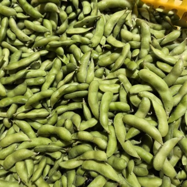 毛豆翠绿宝毛豆海南产区直发保质保量供货