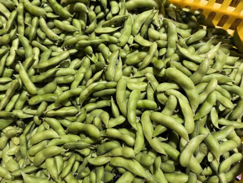 毛豆翠绿宝毛豆海南产区直发保质保量供货