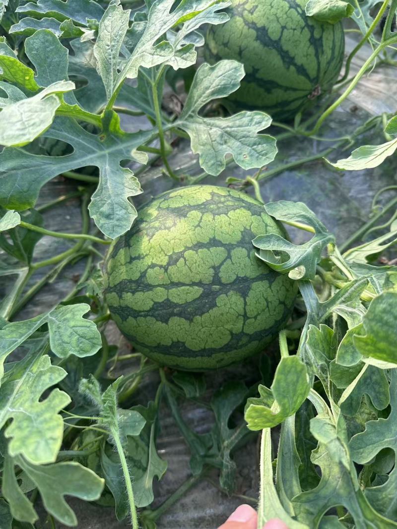 特小凤西瓜江苏产区直发保质保量供货价钱实惠