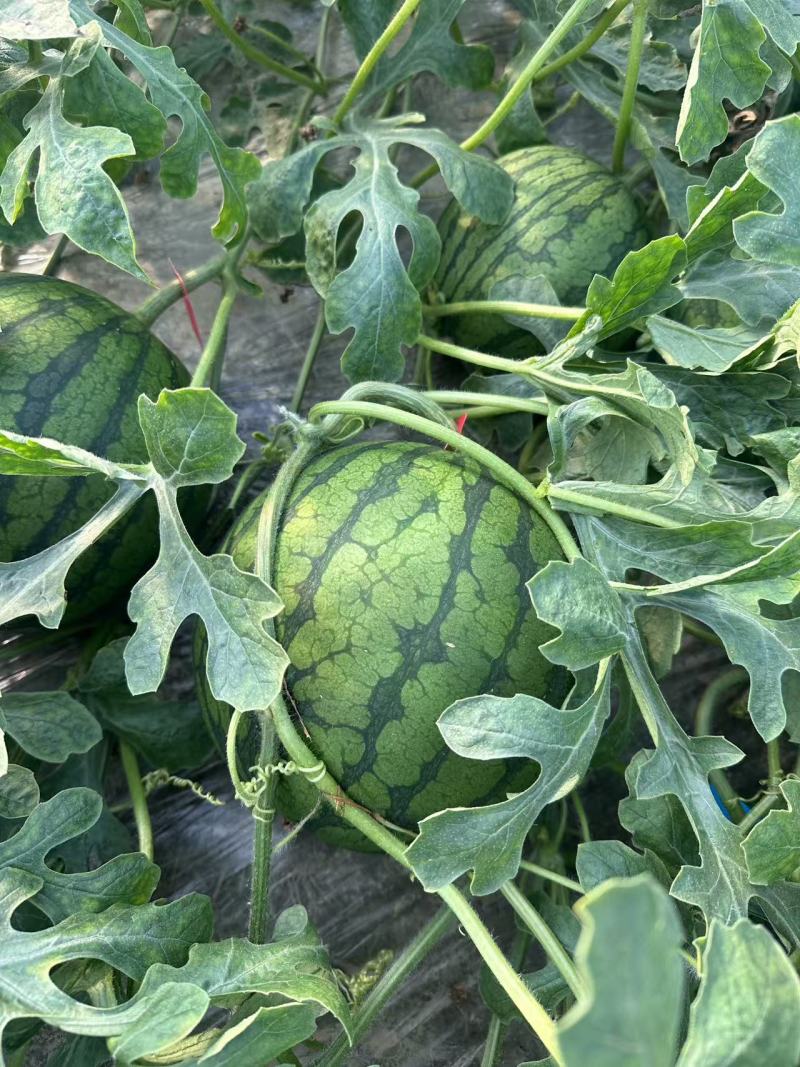 特小凤西瓜江苏产区直发保质保量供货价钱实惠