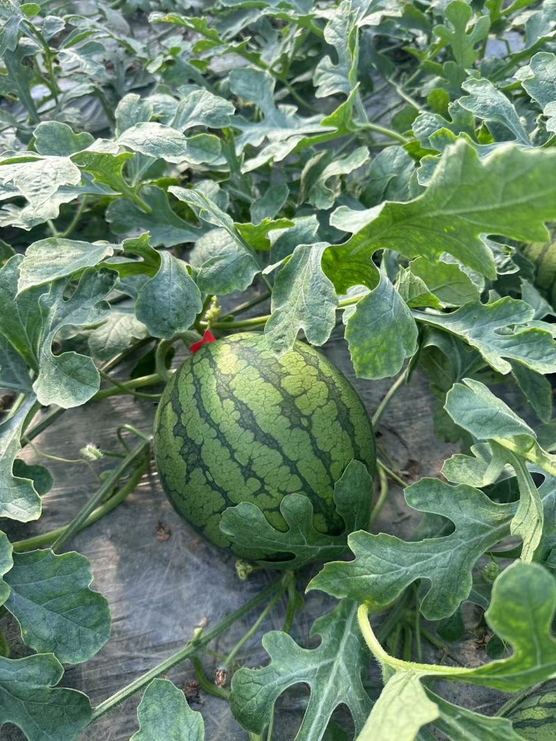 特小凤西瓜江苏产区直发保质保量供货价钱实惠