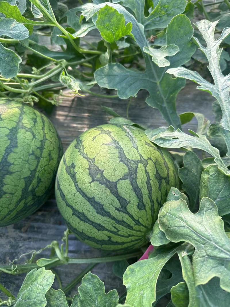 特小凤西瓜江苏产区直发保质保量供货价钱实惠