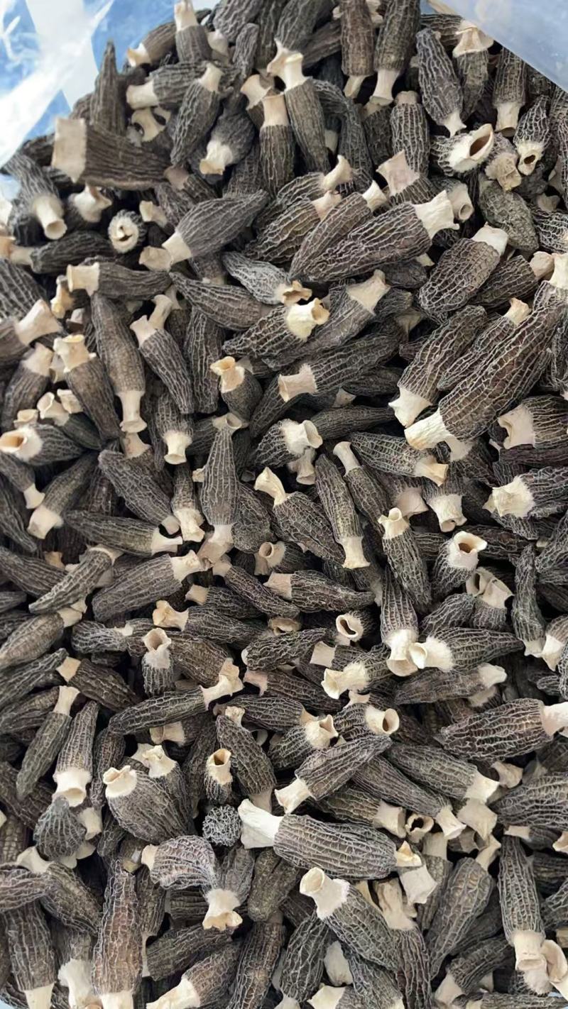 秦巴地区汉中头茬羊肚菌