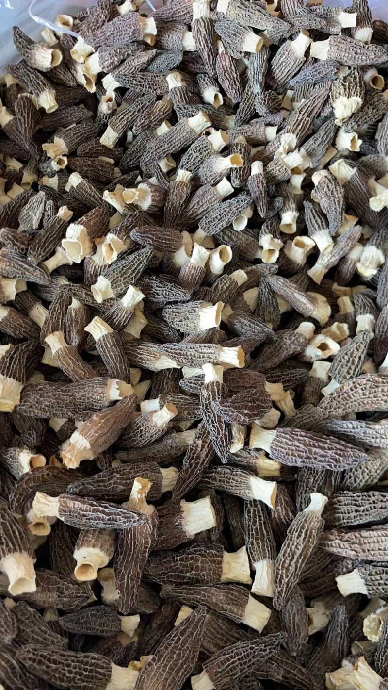 秦巴地区汉中头茬羊肚菌