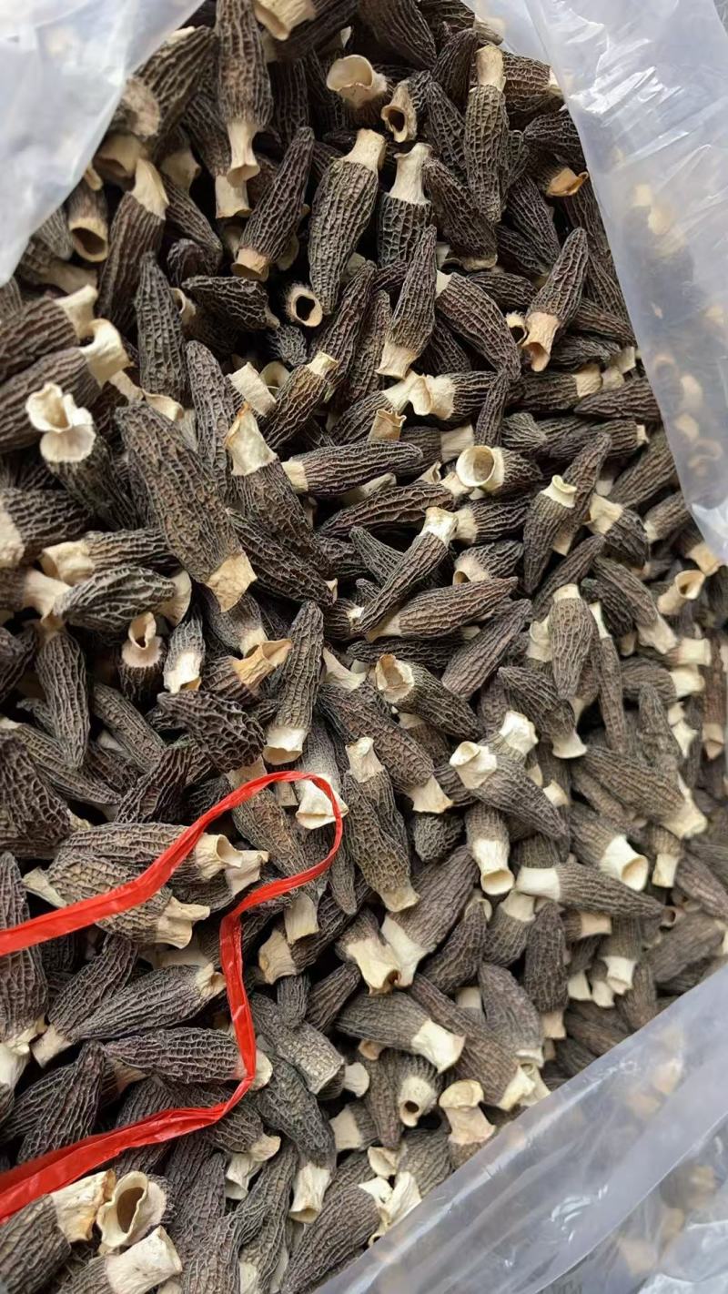 秦巴地区汉中头茬羊肚菌