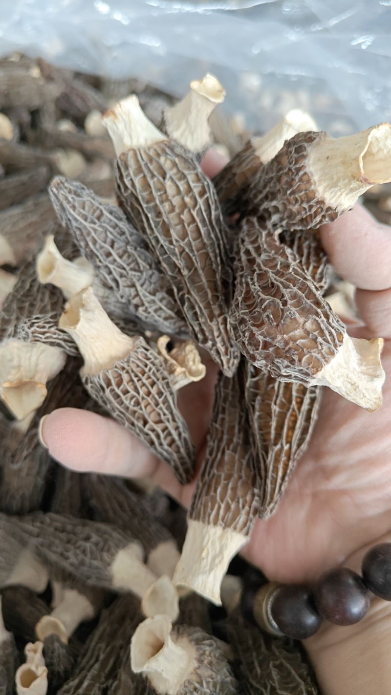 秦巴地区汉中头茬羊肚菌