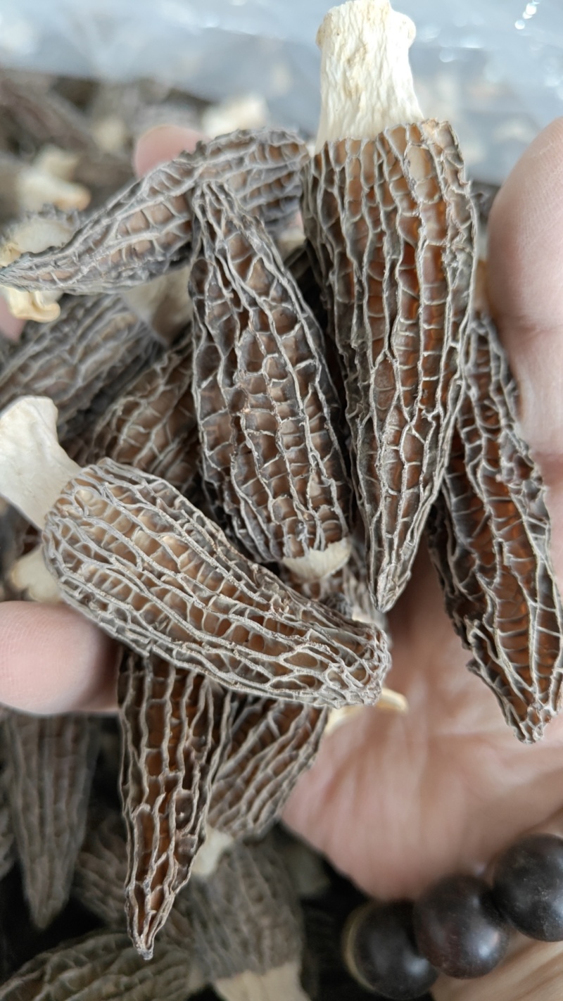 秦巴地区汉中头茬羊肚菌