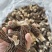 秦巴地区汉中头茬羊肚菌
