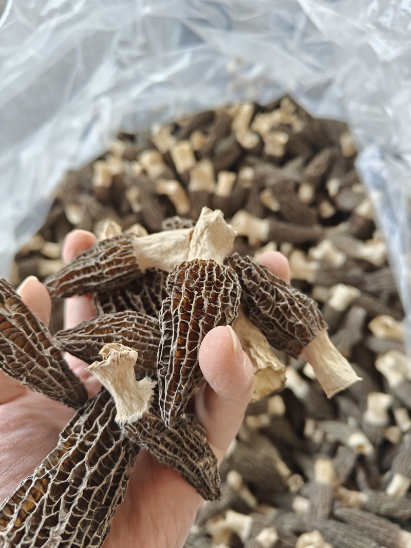 秦巴地区汉中头茬羊肚菌
